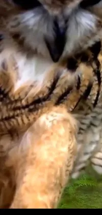 Eye Felidae Whiskers Live Wallpaper