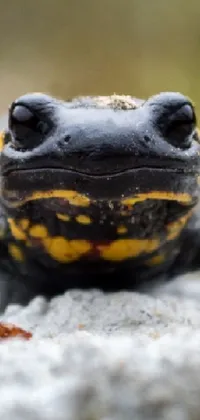 Eye Frog Fire Salamander Live Wallpaper
