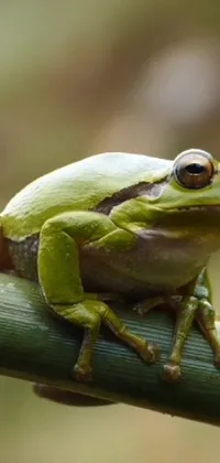 Eye Frog True Frog Live Wallpaper
