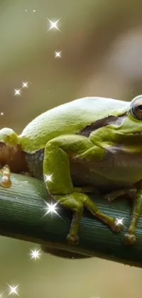 Eye Frog True Frog Live Wallpaper - free download