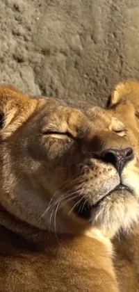 This lion couple live wallpaper is a stunning depiction of wild beauty