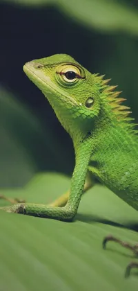Eye Iguania Reptile Live Wallpaper