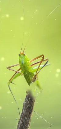 Eye Insect Plant Live Wallpaper
