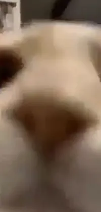 Eye Jaw Dog Breed Live Wallpaper