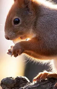 Eye Light Eurasian Red Squirrel Live Wallpaper