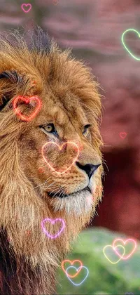 This lion live wallpaper captures the powerful and majestic features of a lion up close