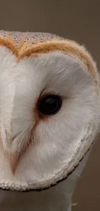 Eye Owl Whiskers Live Wallpaper