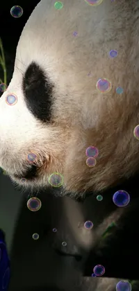 Eye Panda Jaw Live Wallpaper