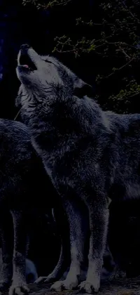 This live wallpaper for phones features a digital illustration of two wolves standing on a rock in the moonlit night