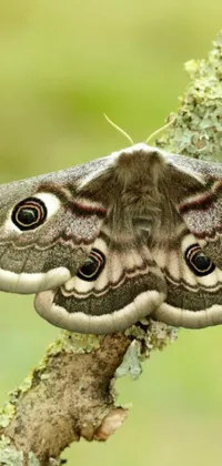 Download this beautiful live wallpaper featuring a stunning moth on a tree branch