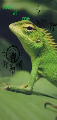 Eye Reptile Iguania Live Wallpaper