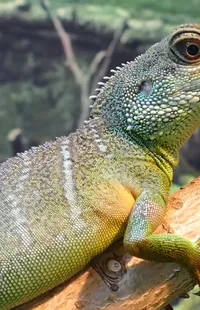 Eye Reptile Iguania Live Wallpaper