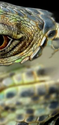 Eye Reptile Organism Live Wallpaper
