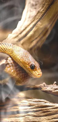 Eye Reptile Snake Live Wallpaper