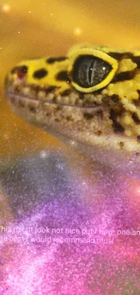 Eye Scaled Reptile Terrestrial Animal Live Wallpaper