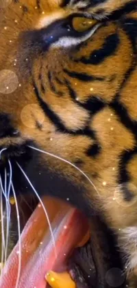 Eye Siberian Tiger Bengal Tiger Live Wallpaper