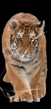 This tiger live wallpaper features a digital rendering of a fearsome tiger, with close attention to the details of its fur