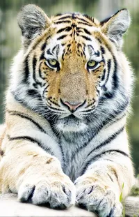Eye Siberian Tiger Felidae Live Wallpaper