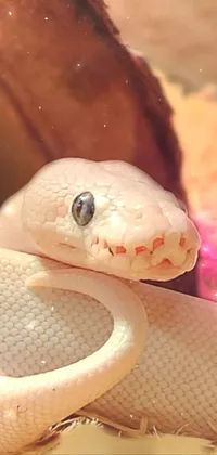 Eye Snake Reptile Live Wallpaper
