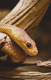 Eye Snake Reptile Live Wallpaper