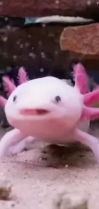 Eye Toy Axolotl Live Wallpaper