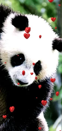panda love  Live Wallpaper