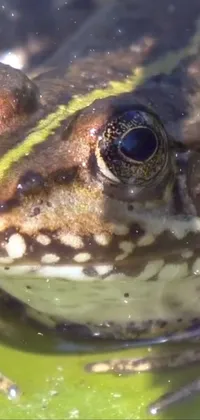 Eye True Frog Frog Live Wallpaper