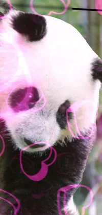 This adorable phone live wallpaper features a playful panda bear climbing a tree