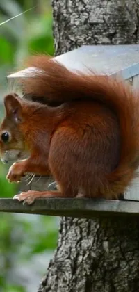 Eye Vertebrate Eurasian Red Squirrel Live Wallpaper