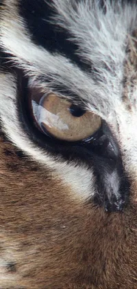 Eye Vertebrate Felidae Live Wallpaper