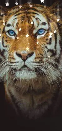 Eye Vertebrate Siberian Tiger Live Wallpaper