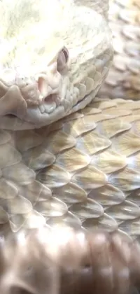 Eye Vertebrate Snake Live Wallpaper