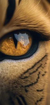 Eyebrow Eyelash Felidae Live Wallpaper