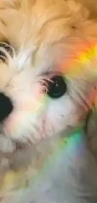 Eyelash Dog Toy Live Wallpaper