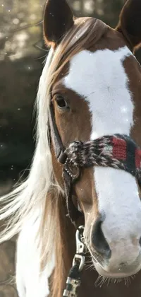 Eyelash Hair Horse Live Wallpaper