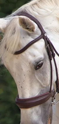This live wallpaper features a close-up shot of a white horse wearing a bridle