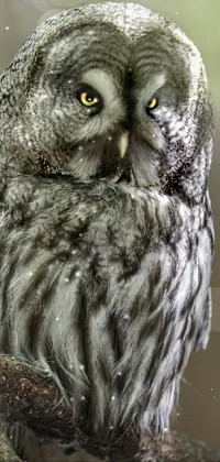Bring the beauty of nature to your phone with this live wallpaper featuring a majestic owl perched on a tree branch