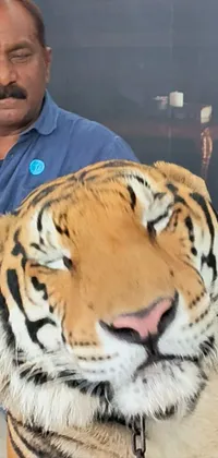 Face Head Bengal Tiger Live Wallpaper