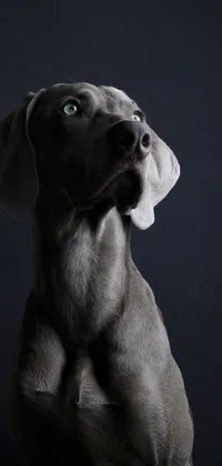 Enjoy the mesmerizing photorealistic image of an adorable dog sitting against a striking black background with this live wallpaper