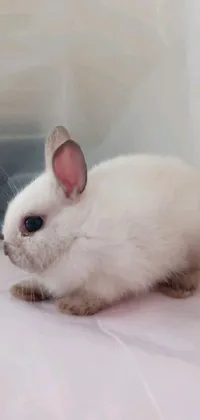 This phone live wallpaper showcases a small white rabbit sitting on a table in a unique hurufiyya style with pastel colors