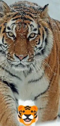 Facial Expression Siberian Tiger White Live Wallpaper