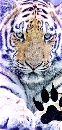 This phone live wallpaper features a striking image of a tiger resting on a rock, with a paw print next to it