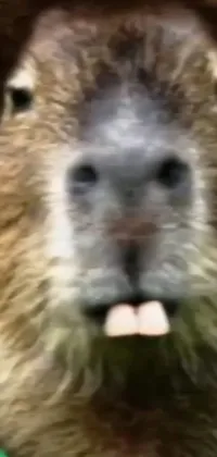 Transform your phone into an adorable scene with a Capybara Pirate live wallpaper