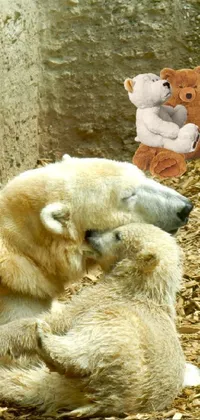 This live phone wallpaper features a digital rendering of two polar bears snuggled up together on a sheet of ice