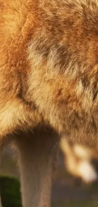 Fawn Terrestrial Animal Felidae Live Wallpaper