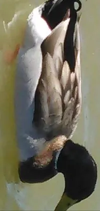 Feather Gesture Beak Live Wallpaper