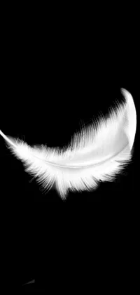 Feather Natural Material Wing Live Wallpaper