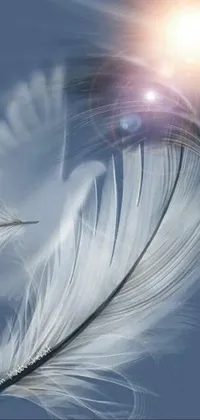 Feather Sunlight Cloud Live Wallpaper