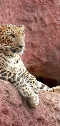 Felidae African Leopard Carnivore Live Wallpaper