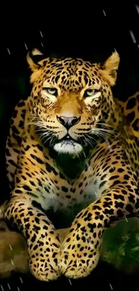 Felidae African Leopard Carnivore Live Wallpaper